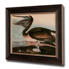 Brown Pelican Framed Picture