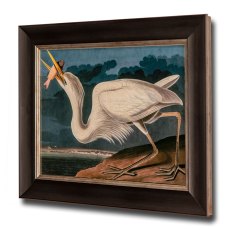 Great White Heron Framed Picture