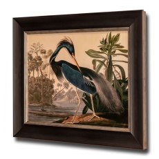 Louisiana Heron Framed Picture