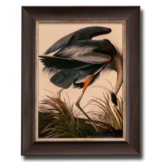Great Blue Heron Framed Picture Great Blue Heron Framed Picture