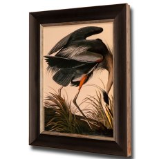 Great Blue Heron Framed Picture