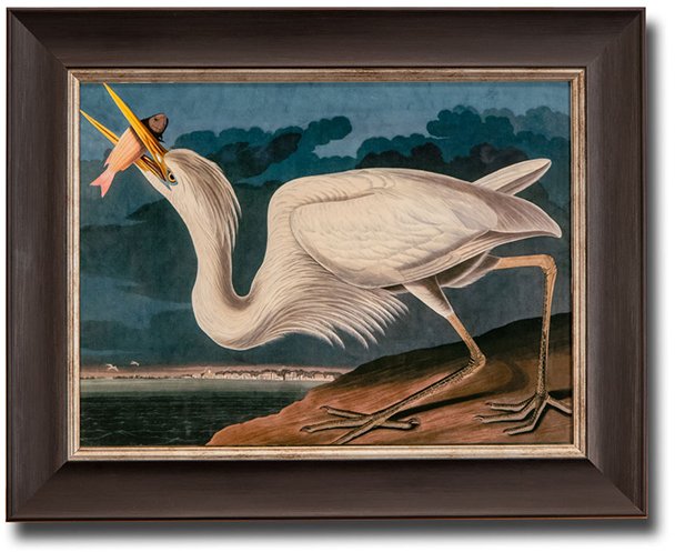 GREAT WHITE HERON, JAMES