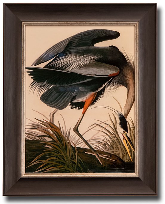 GREAT BLUE HERON, JAMES