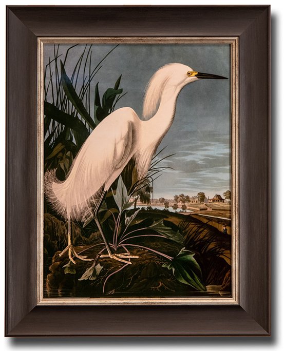 SNOWY HERON, JAMES