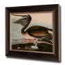 Brown Pelican Framed Picture