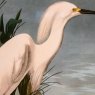 SNOWY HERON, JAMES